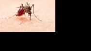  Governo do Maranhão recebe primeiro lote da vacina contra a dengue