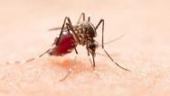 Maranhão inicia vacinação de crianças contra a dengue nesta quinta-feira (15)