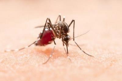 Maranhão inicia vacinação de crianças contra a dengue nesta quinta-feira (15)