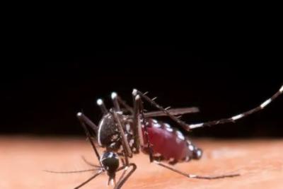 Casos de dengue no Brasil ultrapassam meio milhão em 2024